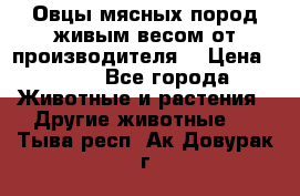 Овцы мясных пород живым весом от производителя. › Цена ­ 110 - Все города Животные и растения » Другие животные   . Тыва респ.,Ак-Довурак г.